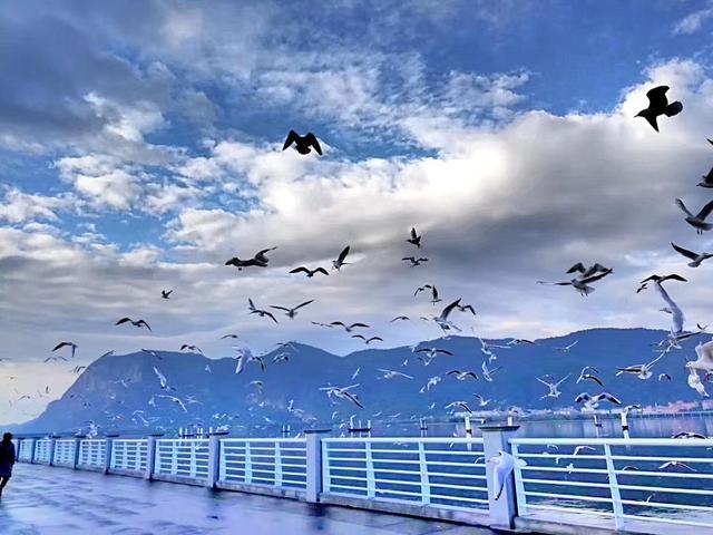 冬天到昆明旅游,难得的心声|昆明|海埂大坝|徐霞客_新浪新闻