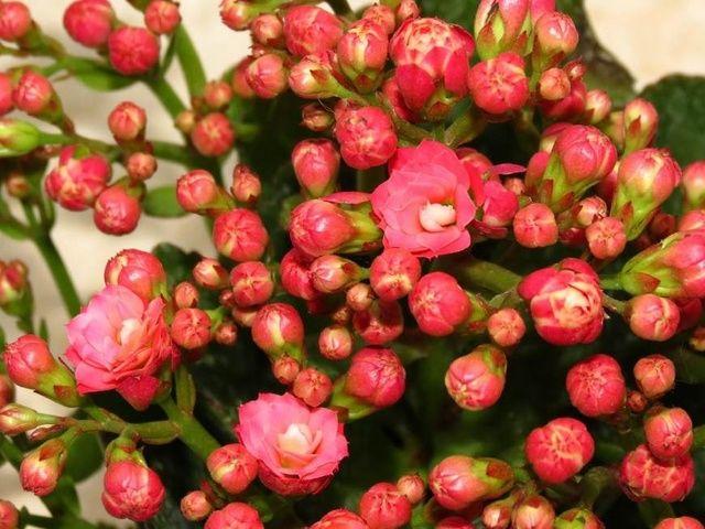 这种植物,全年开花又好养,养在家里,观赏价值高,寓意也好|长寿花|花卉