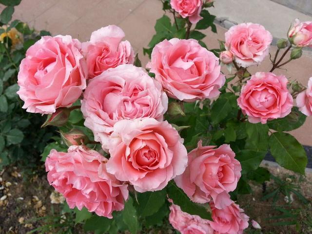 花友最爱的月季品种,一年开花300天,香味浓郁