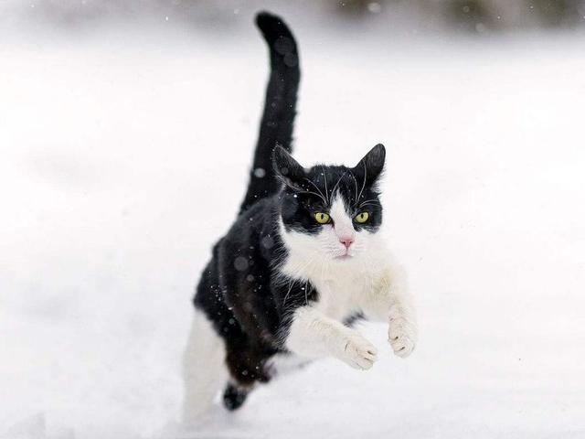 猫为什么会突然在家里跑来跑去?