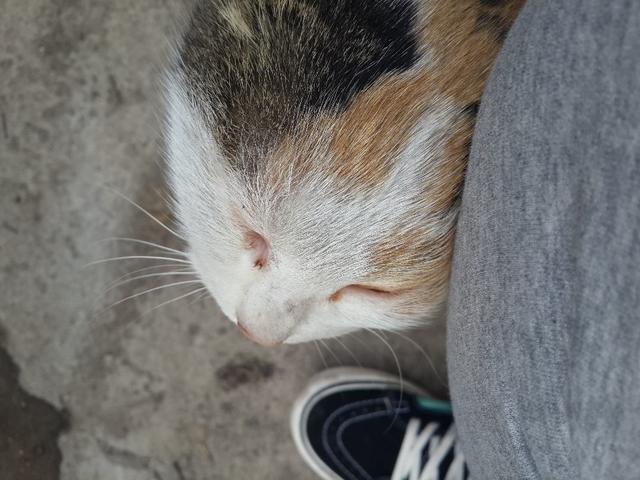 猫咪喜欢蹭来蹭去的是什么原因?原来它在向你表达这个意思!