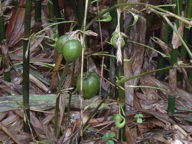 竹子上结的果实,50年才结一次,口感软绵,你吃过吗?