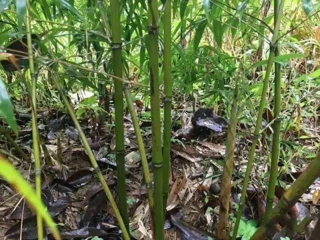 味道苦后回甘,堪称炖汤巨补的野味,可惜很多人不敢吃|苦笋|竹子|野味