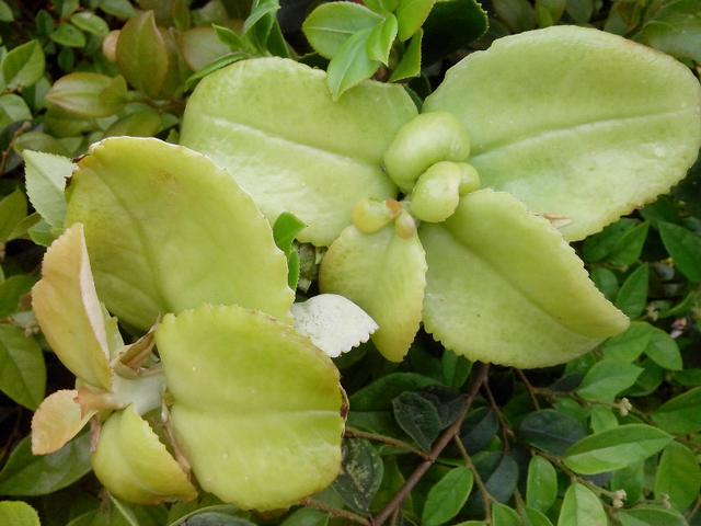 农村外婆今年茶籽大丰收,我仿佛闻到了浓浓的茶油香味