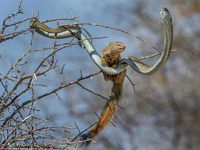 鼬神单杀大蛇丸,毒免疫战力破表!天涯海角也要抓到你吃掉!