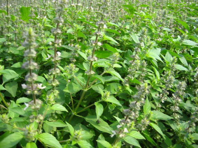 农村一种野草,过去农民朋友拿它填肚子,如今是稀罕野菜一斤30元|荆芥