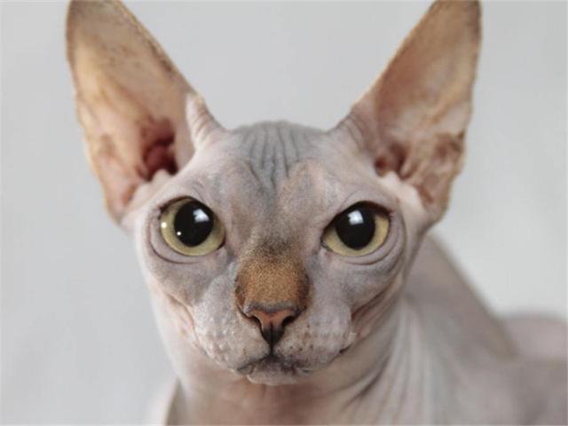 陈乔恩都爱不释手猫,竟号称猫界爱因斯坦,网友:美女配丑猫!