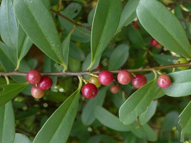 很多地方生态破坏较为严重,尤其是南方桉树的大量种植,酸藤果的生存