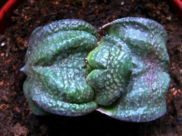 這種多肉植物叫