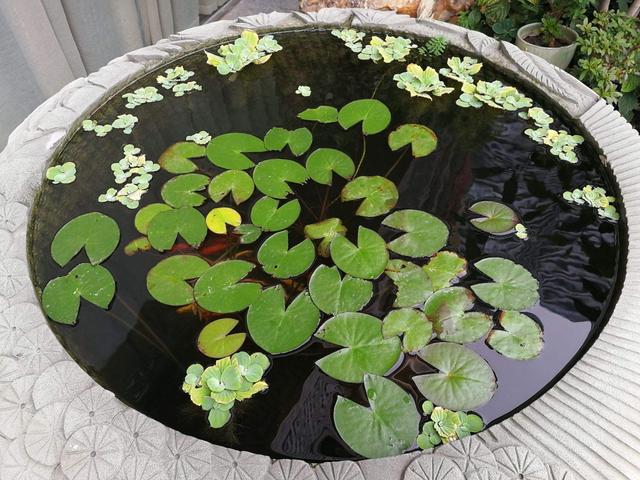 盆景养出"新花样",废桶旧盆是养花宝,加点水种上花,水景有了