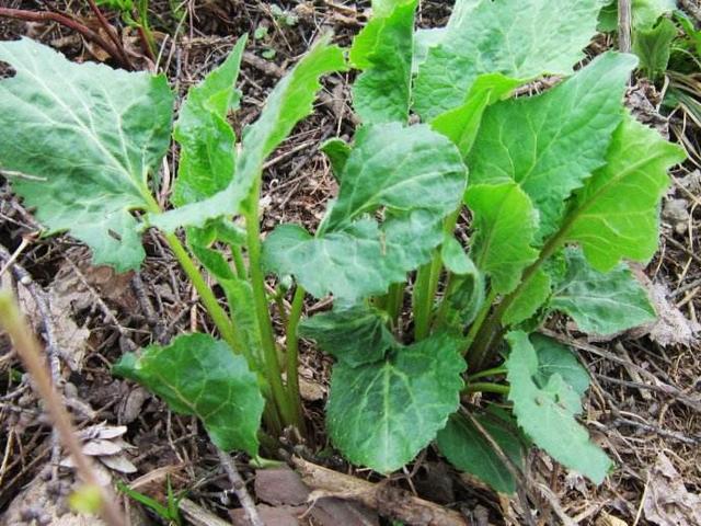 这种野菜在东北地位特殊,人称"大耳毛",基本每个家庭都会备点