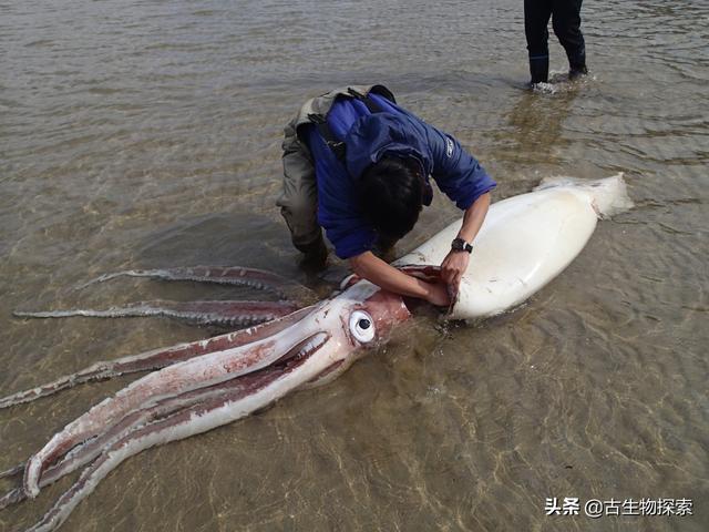 大王乌贼|尸体|乌贼_新浪新闻