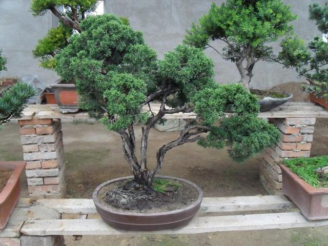 春天能开花,花色"淡绿色",只要浇水不多,龙柏盆景就能养好!