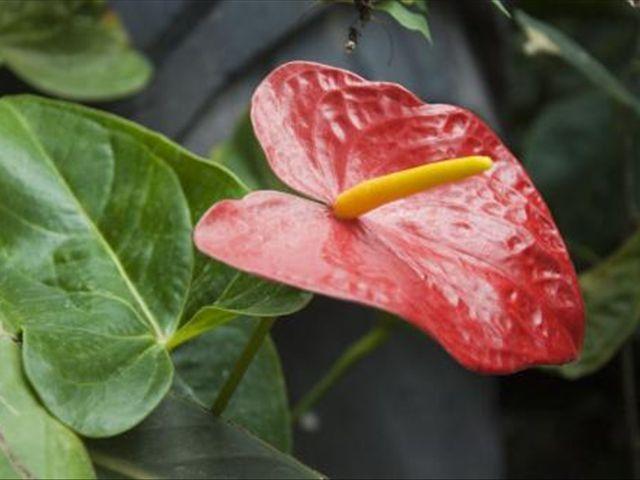 火鹤花象征着什么(火鹤花象征着什么寓意)