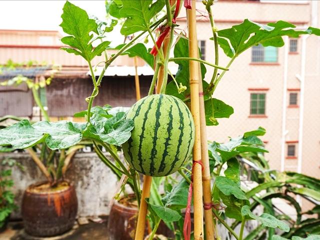 西瓜盆栽的培养方法记住这些方法结出的果实可以吃到撑