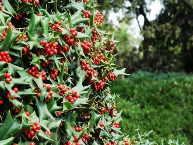 农村这种树全是带刺,过去农民拿来做篱笆,如今却价值珍贵用途广__财经