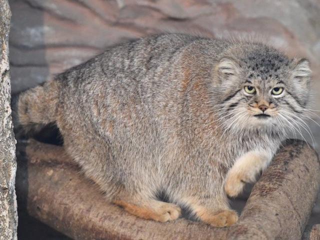 兔狲总被铲屎官错认,只能现身讲课,解释自己是猫科"猛兽"真相