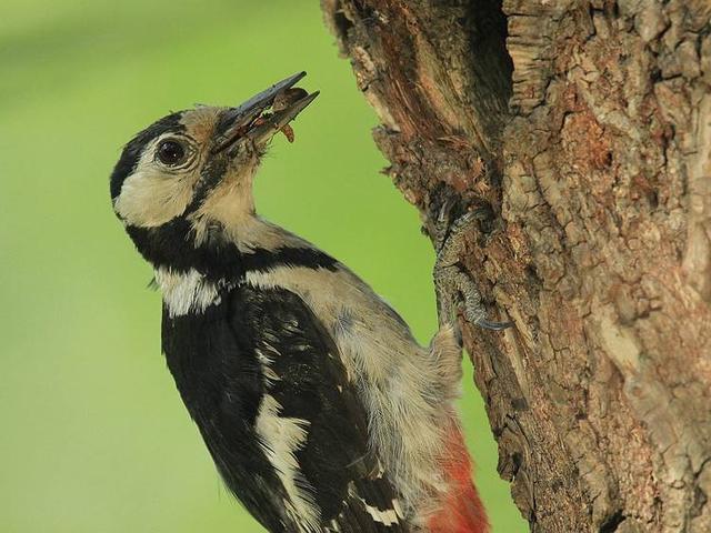 啄木鸟是益鸟还是害鸟你没见过它的这些事它和我们想的不一样