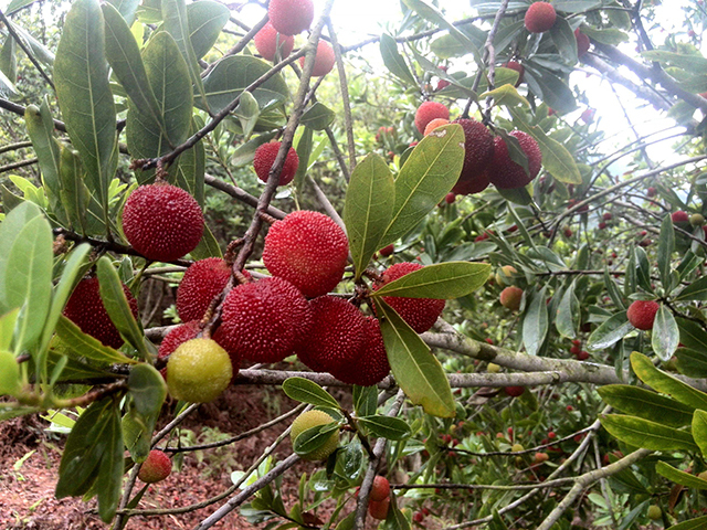 杨梅树种植年限太长?其实杨梅树也能扦插,方法一定要记牢!