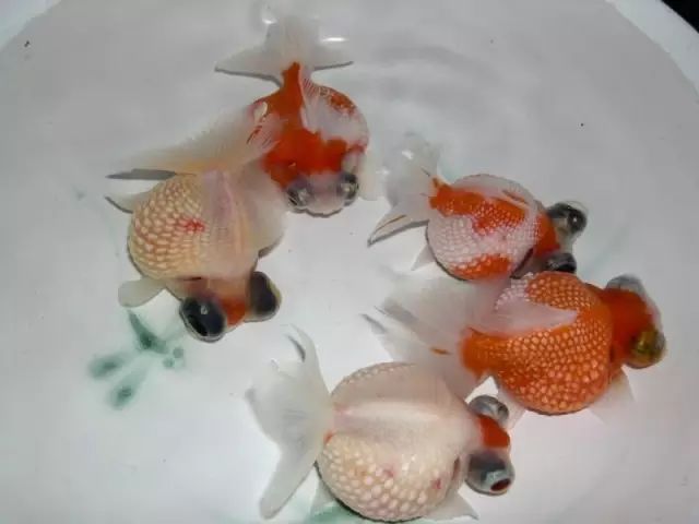 给金鱼喂食的几个原则