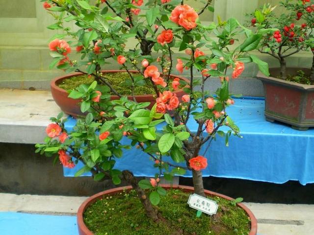 家养长寿冠海棠,闲着剪剪叶,剪剪枝,到了夏天红花开满枝