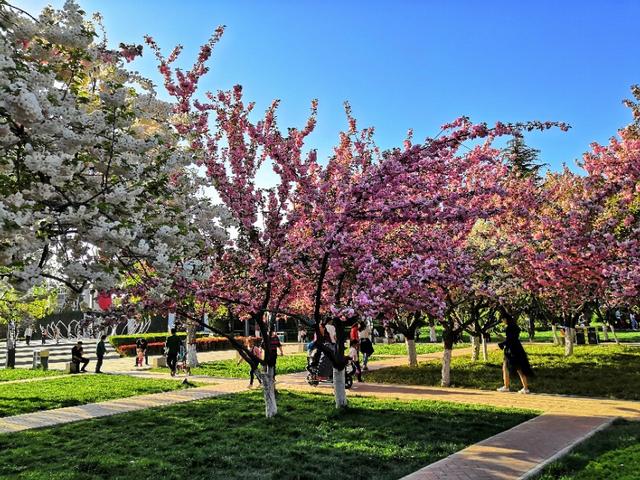 先不说这是什么地方,先上图片 而是樱花广场,位于长安区文苑北路的
