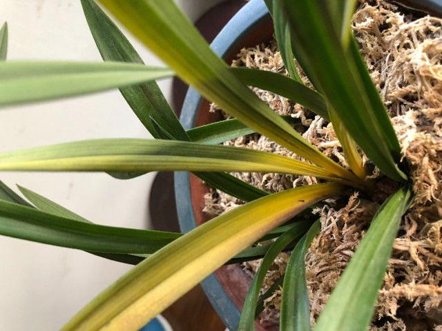 兰花退草,注意细节,正确面对,才能叶茂开花多!