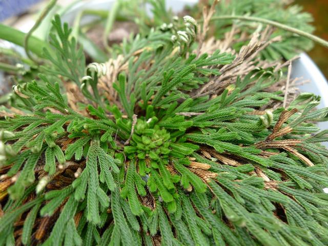 几乎死不了的绿植,农村山上最常见,一个月不浇水也死不了|卷柏|绿植