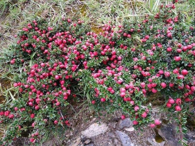深秋时的红叶最亮眼,荀子盆景花叶相衬托,分外绚丽!
