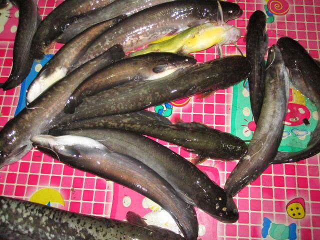 夜晚我用猪肝钓了十多条土鲶鱼本地野生的至少卖30元一斤