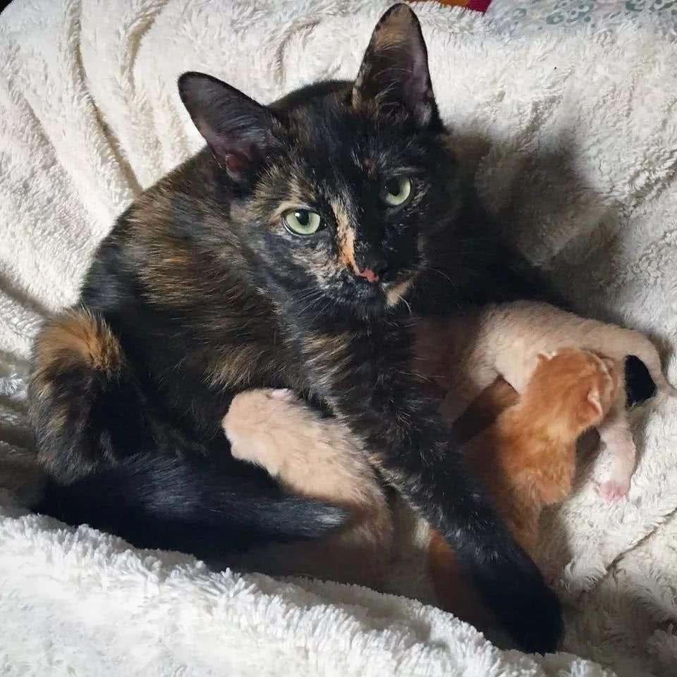 流浪玳瑁猫生了一窝小猫全是橘的猫妈你的黑色基因去哪儿了