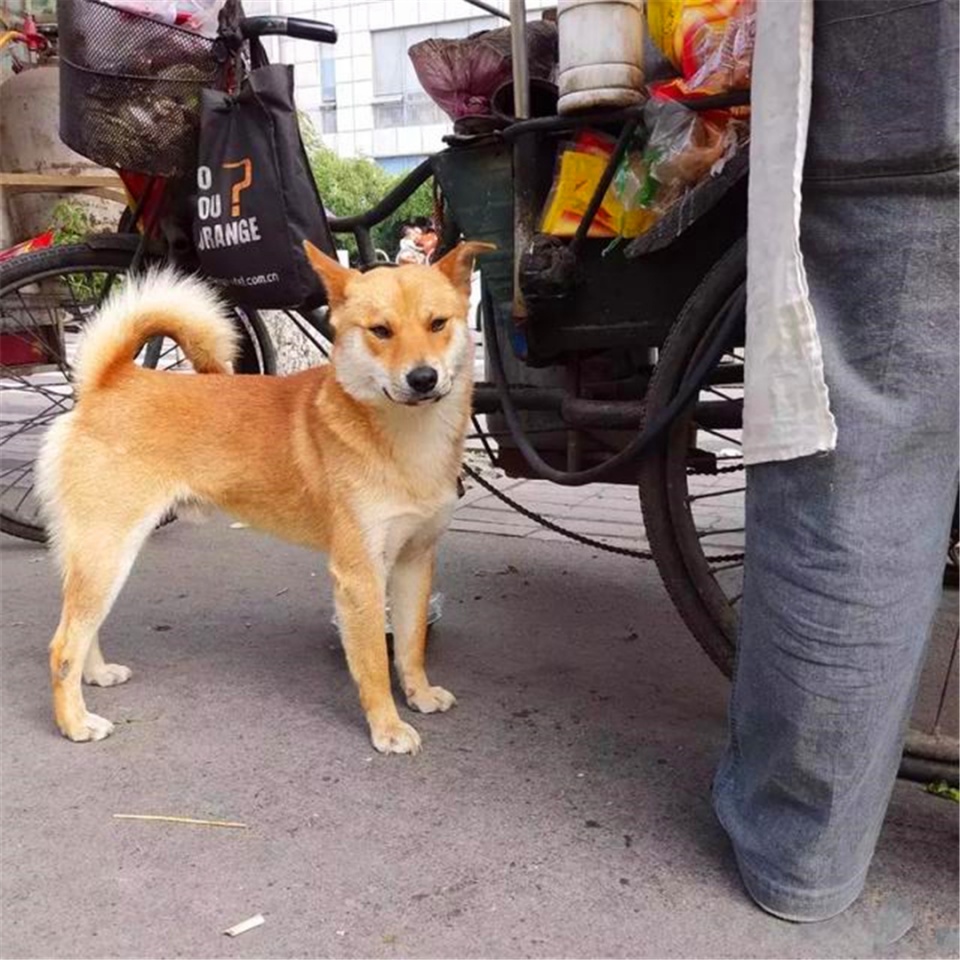 田園犬幫主人送貨,堅持十年陪伴主人,年老體衰卻仍在工作!