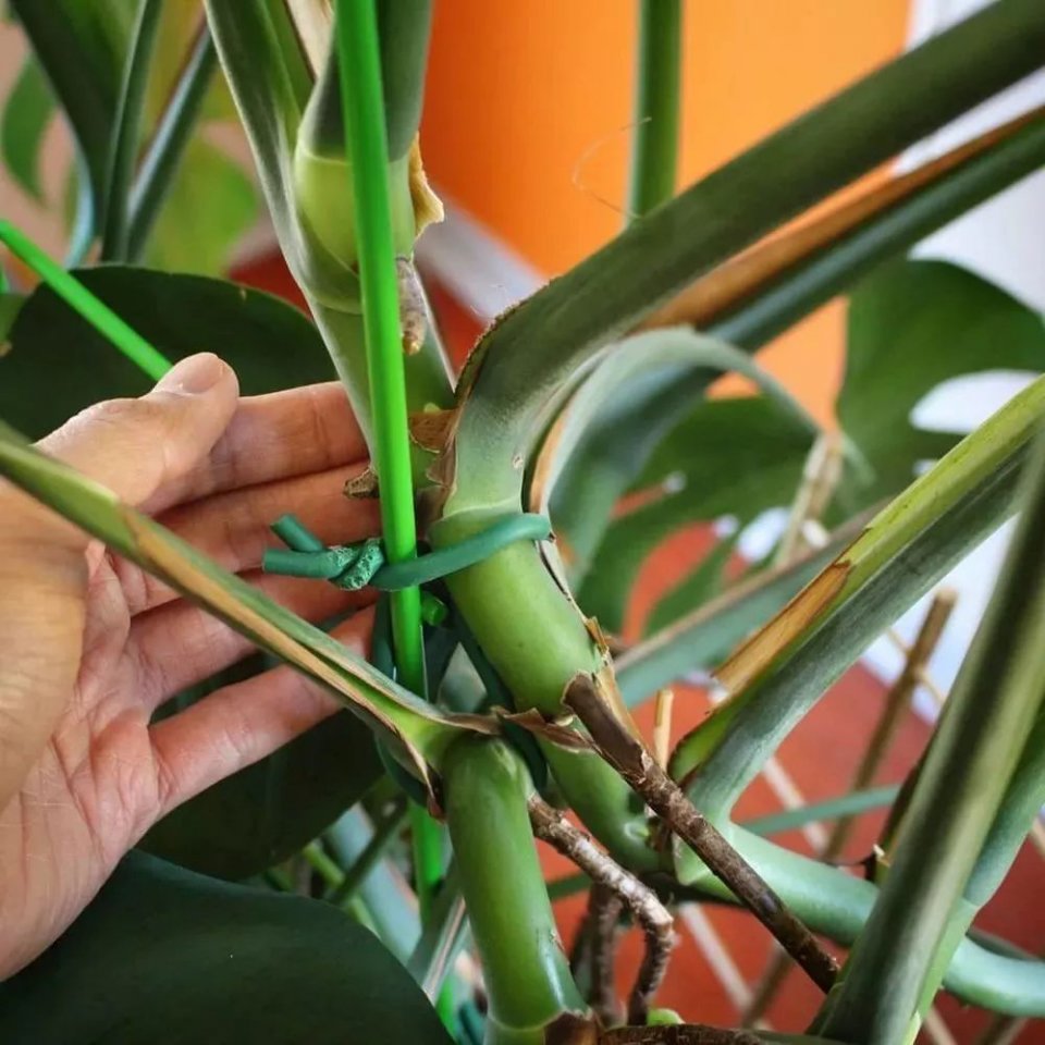 為什麼植物會長氣根,這些在空中長根的枝條該如何處理?