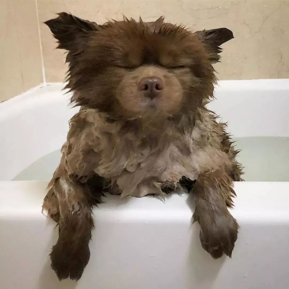 狗子洗澡时的样子,有的很搞笑,最后的金毛太乖巧了