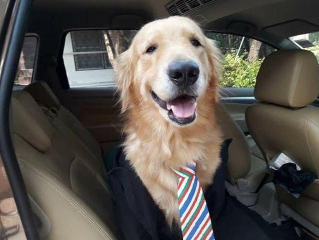 美女开车去朋友家玩,金毛从车上叼下来一件东西,主人尴尬了