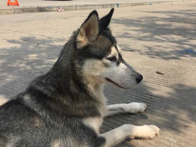 哈士奇和土狗生下的串串狗,狗舍老板看后眼睛发亮,出价一万!