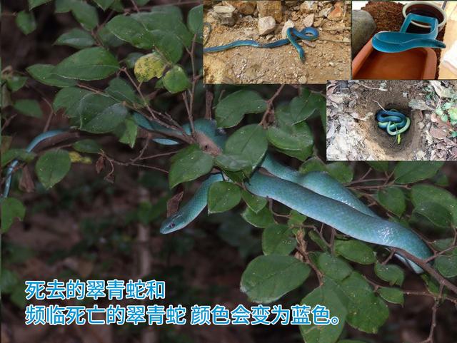翠青蛇一种无毒温顺的中等体型卵生绿蛇长和有毒的竹叶青混淆