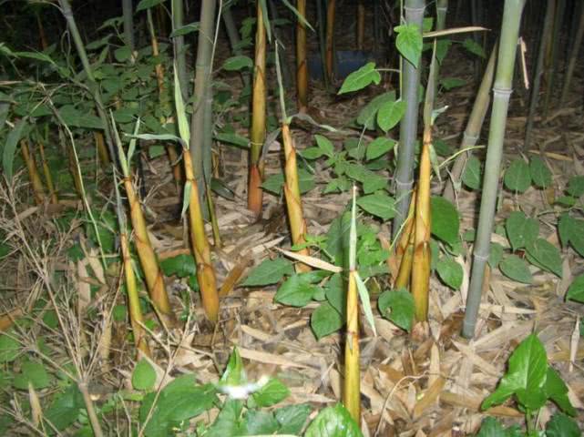 春季是吃苦笋时节,还能减肥,很多城里人吃不到,一斤卖到20元