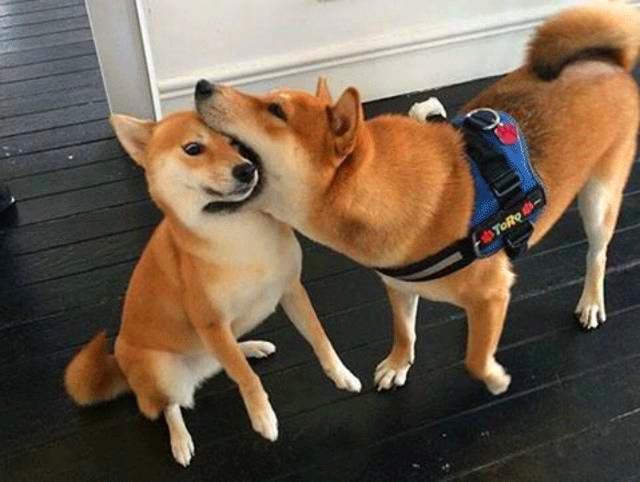 两只柴犬为抢客人而争执,只为赚取生活费,柴犬:这是我的顾客!