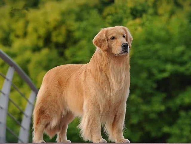 一只纯种的金毛犬具有以下6个特征你家的是串串吗
