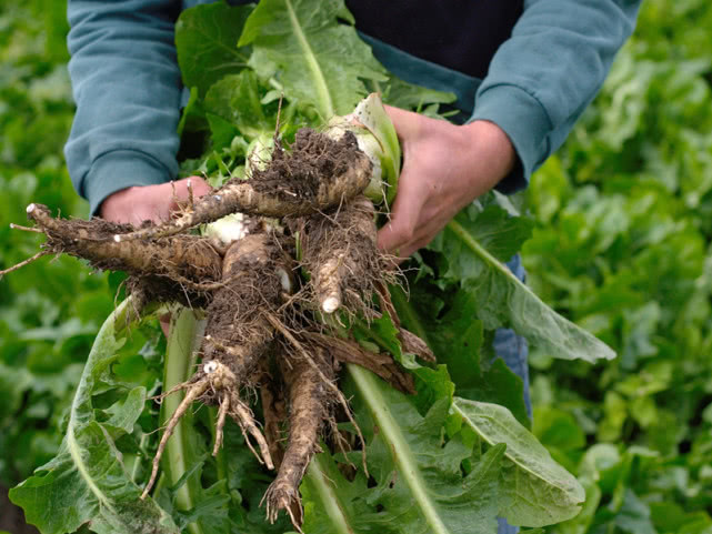 这种萝卜老家欧洲搭配海鲜超级美味你吃过未必见过