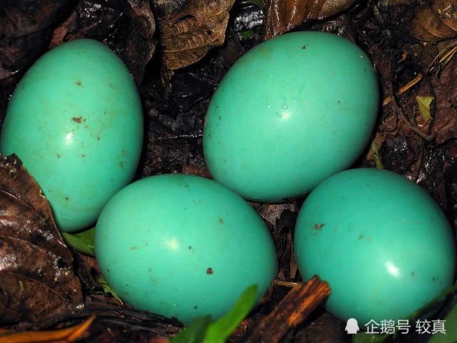 买鸡蛋再不用纠结啦蛋壳颜色不能反映鸡蛋营养价值
