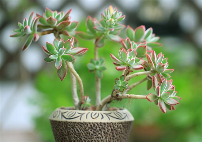 养上这样一盆冬天开花的多肉给你带去春天的感受