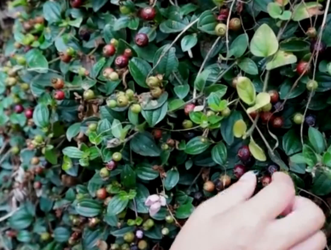 农村|野果|水果_新浪新闻