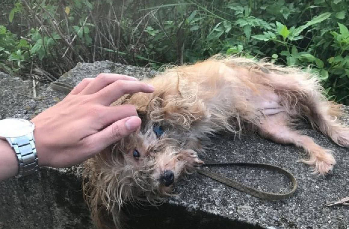 狗狗与主人走散,咬着牵引绳四处游荡,落魄模样让人心疼不已!