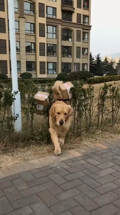 金毛狗狗帮主人拿快递,狗狗半路上绕近道,