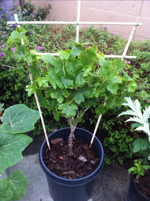 在阳台上用花盆种出开花结果的葡萄,需要掌握这些技巧