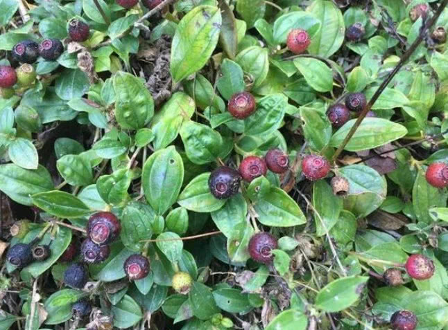 农村一种形似"地雷"的野果子,吃完满嘴发黑,如今不多见了