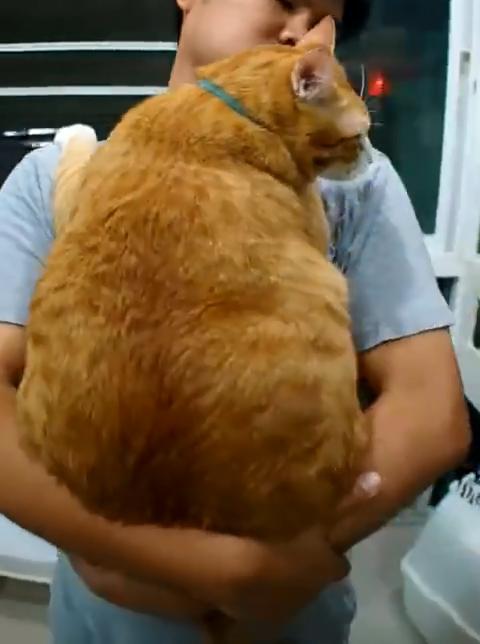 父亲当初极力阻止养猫,直到那天打雷夜,网友赶到家后,一开门