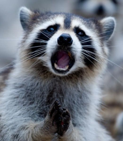 当动物恐惧的时候是什么样?表情一个比一个亮,网友:全是戏精!